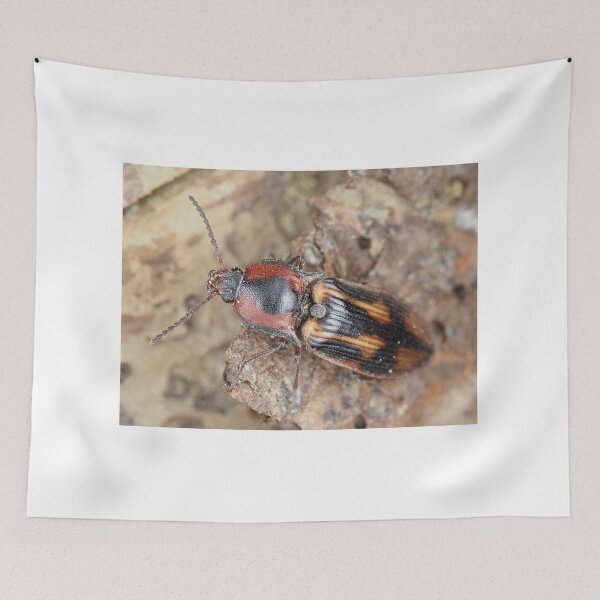 Item preview, Click beetle identified as Selatosomus festivus designed and sold by SDym Photography.