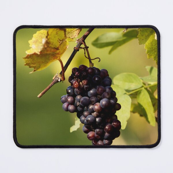 Item preview, Red grapes in a vineyard designed and sold by Michaelerch.