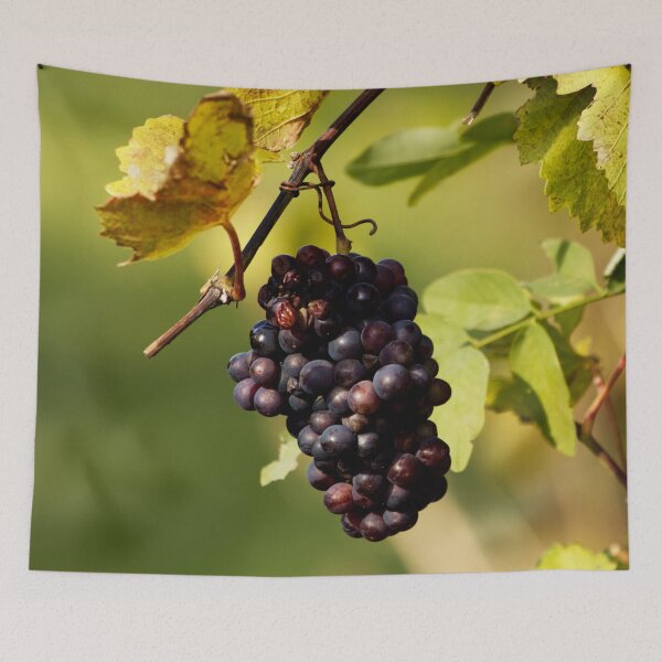 Item preview, Red grapes in a vineyard designed and sold by Michaelerch.