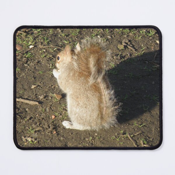 Item preview, Grey Squirrel Turns its back Photograph designed and sold by naturegallery.