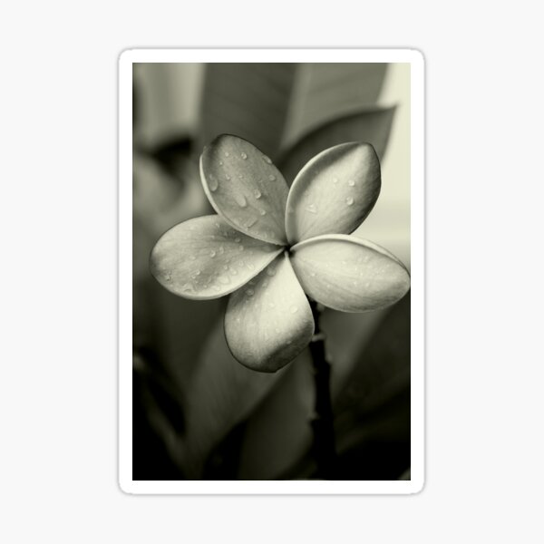 Frangipani ~ Monochrome ~ Sticker