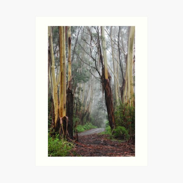 Looking Through the Portal - Mt Wilson NSW Australia Art Print