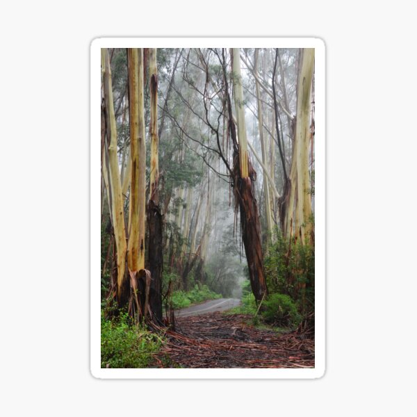 "Looking Through the Portal Mt Wilson NSW Australia" Sticker for Sale