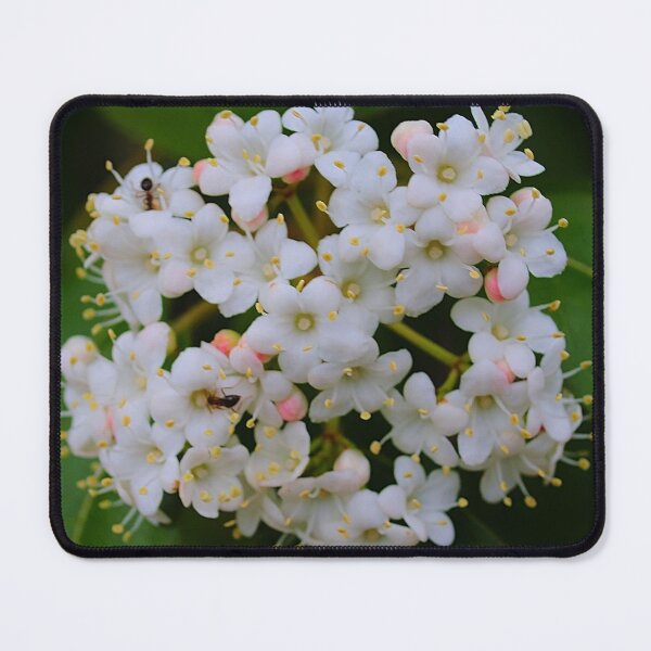 Item preview, Viburnum Tinus designed and sold by DesignMore21.