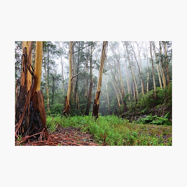 Stringy Bark in the Mist - Mt Wilson NSW Australia Photographic Print
