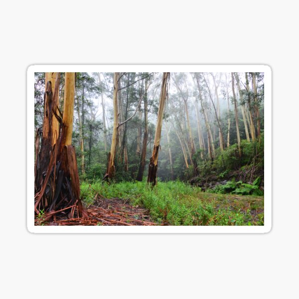 Stringy Bark in the Mist - Mt Wilson NSW Australia Sticker