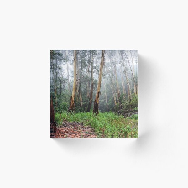 Stringy Bark in the Mist - Mt Wilson NSW Australia Acrylic Block