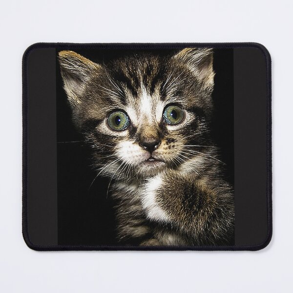 Item preview, The "Who me?" Kitten designed and sold by RocFashions.