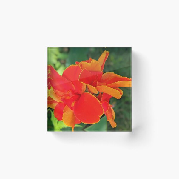 Item preview, Rosemond Cole Canna designed and sold by Shapes-Mania.