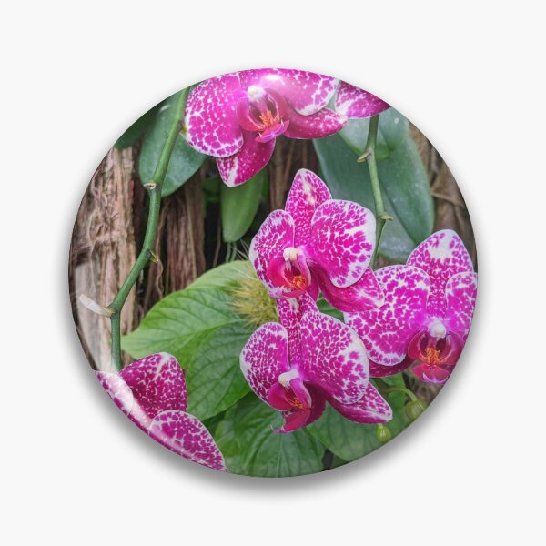 Item preview, Phalaenopsis Leopard Prince Sogo  designed and sold by Shapes-Mania.
