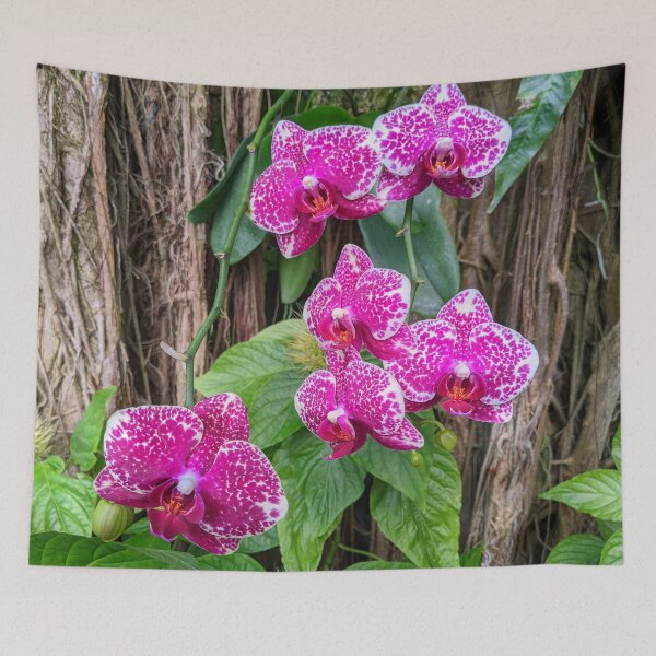 Item preview, Phalaenopsis Leopard Prince Sogo  designed and sold by Shapes-Mania.