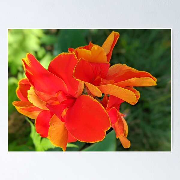 Item preview, Rosemond Cole Canna designed and sold by Shapes-Mania.
