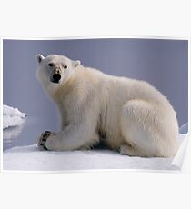 Polar Bear Poster