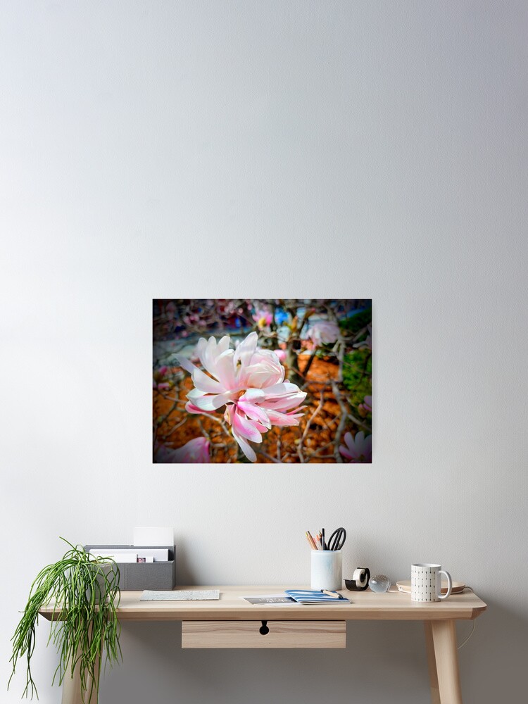 Póster «Magnolia stellata, magnolia estrella» de Shapes-Mania | Redbubble