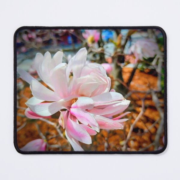 Item preview, Magnolia Stellata, Star Magnolia designed and sold by Shapes-Mania.