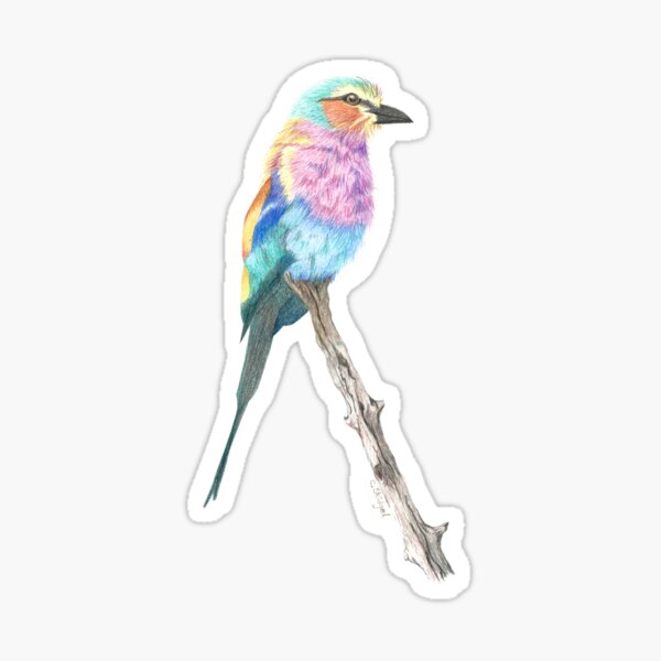 Lilac-Breasted Roller - colored pencil Sticker