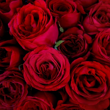 Artwork thumbnail, Red Roses by PixPlanet