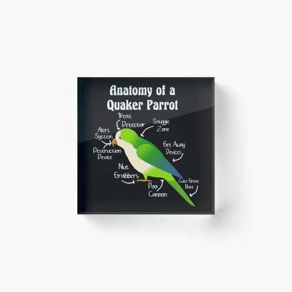 Item preview, Anatomy of Quaker Parrot Monk Parakeet designed and sold by KimichoKoros.