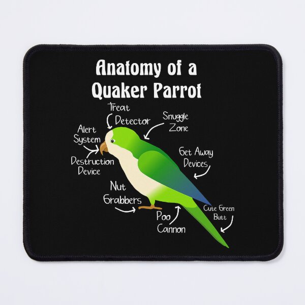 Item preview, Anatomy of Quaker Parrot Monk Parakeet designed and sold by KimichoKoros.