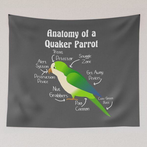 Item preview, Anatomy of Quaker Parrot Monk Parakeet designed and sold by KimichoKoros.