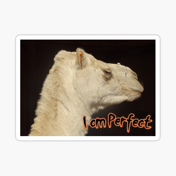 i am a perfect camel Sticker