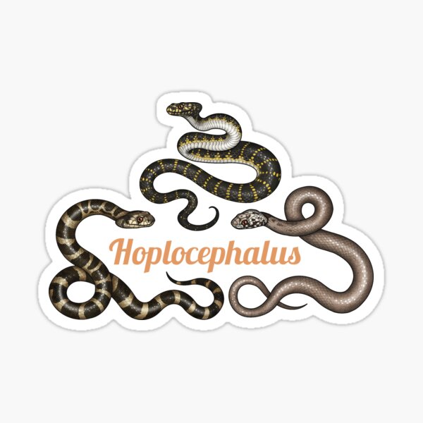 Item preview, Hoplocephalus  designed and sold by miss-varanus.