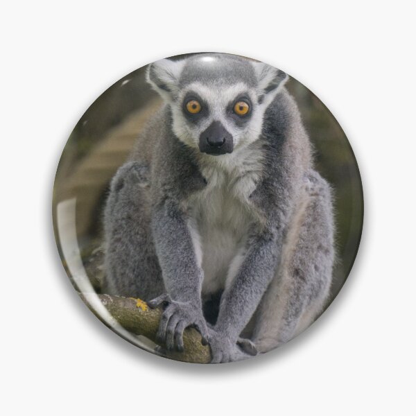 Item preview, Lemur - Ring-tailed lemur on a tree designed and sold by OskiOnTour.