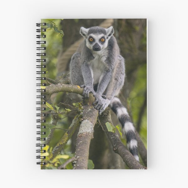 Item preview, Lemur - Ring-tailed lemur on a tree designed and sold by OskiOnTour.