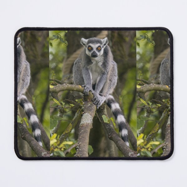 Item preview, Lemur - Ring-tailed lemur on a tree designed and sold by OskiOnTour.