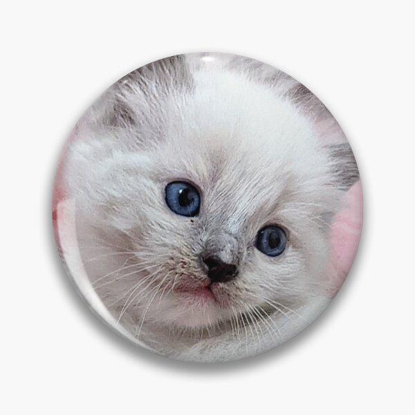Item preview, Ragdoll kitten  designed and sold by Fluffycat2020.