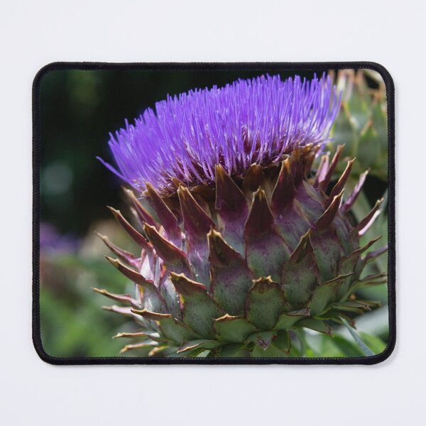 Item preview, Purple Cardoon in Full Bloom designed and sold by LizAlbroPhotos.