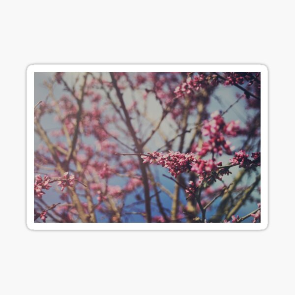 Sugar Sticker