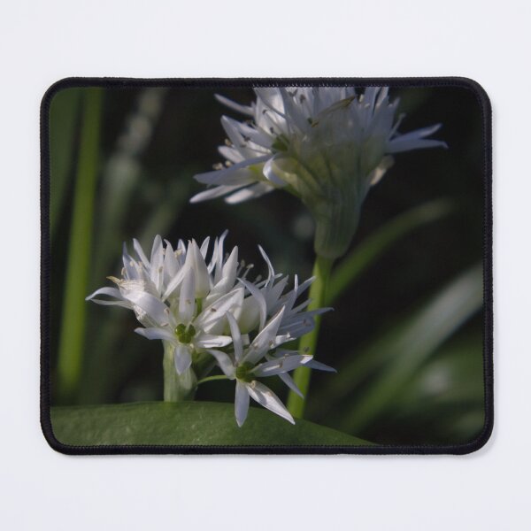 Item preview, Close up of Wild Garlic Flower designed and sold by Ann Biddlecombe.