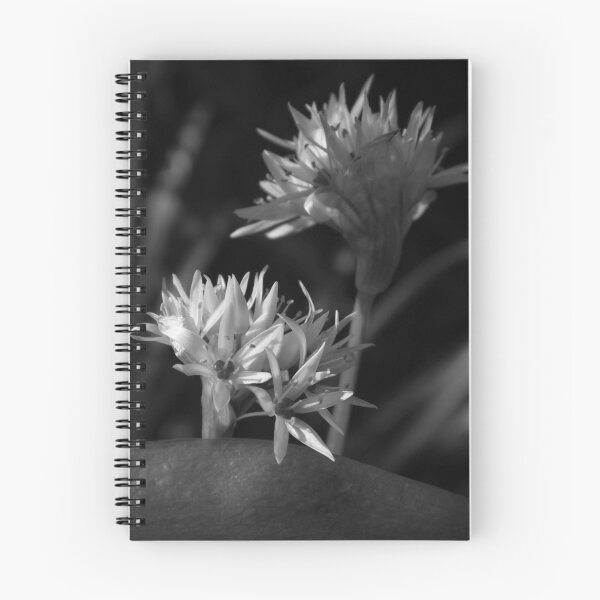 Item preview, Black and white, Close up of Wild Garlic Flower designed and sold by Ann Biddlecombe.