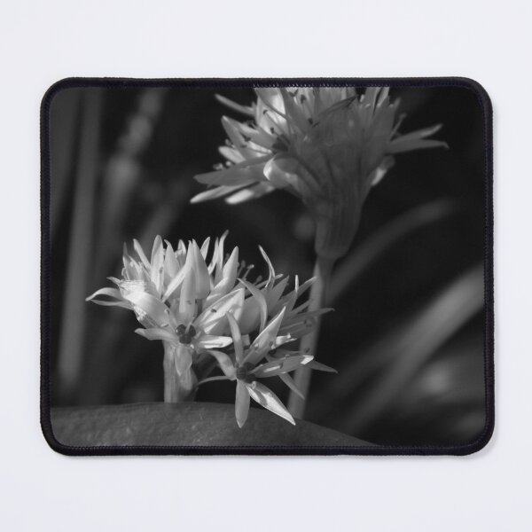 Item preview, Black and white, Close up of Wild Garlic Flower designed and sold by Ann Biddlecombe.