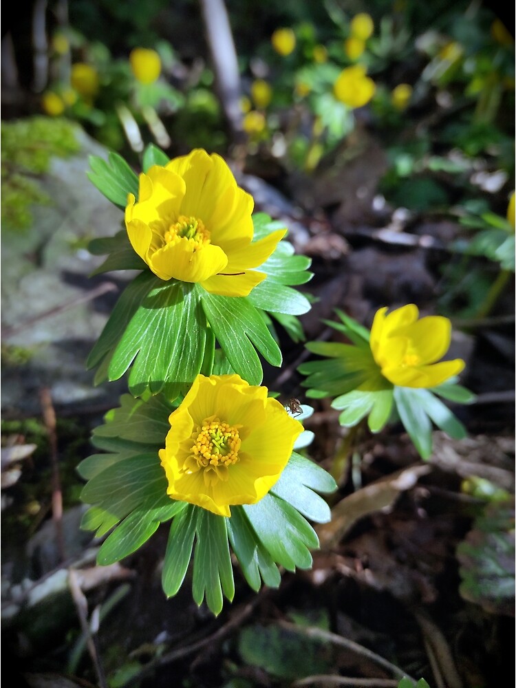 Winterlinge im Garten von Gourmetkater