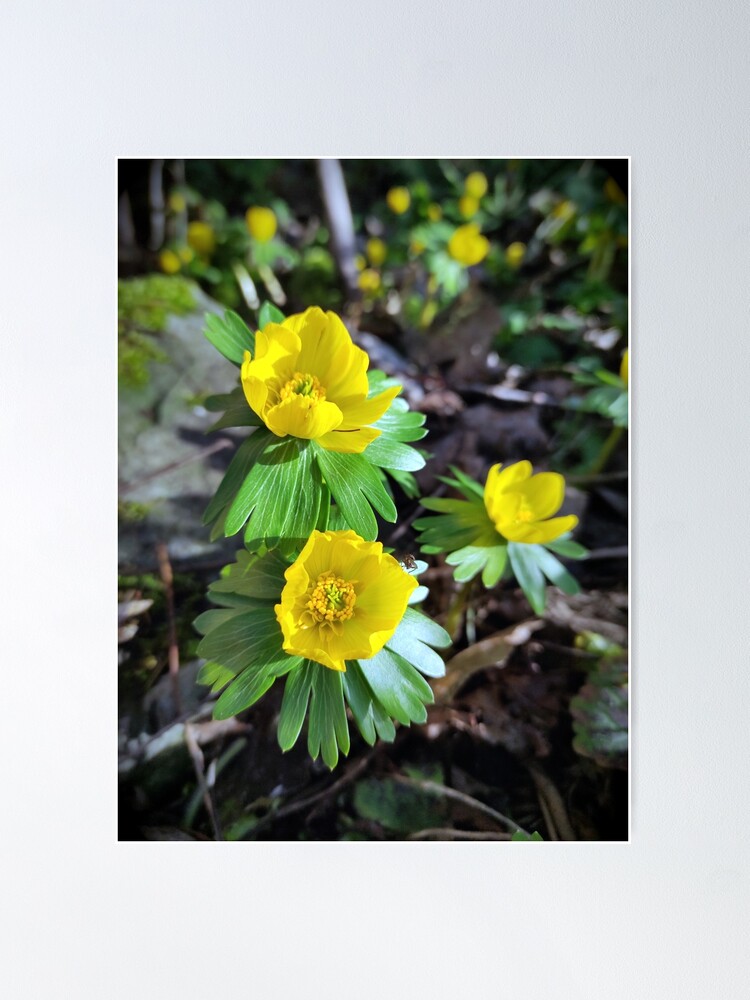 Alternative Ansicht von Winterlinge im Garten Poster