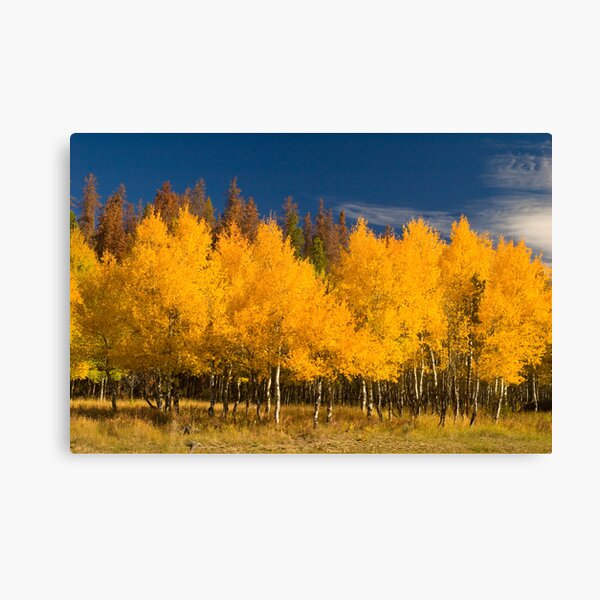 Aspen- Rocky Mountain National Park Canvas Print
