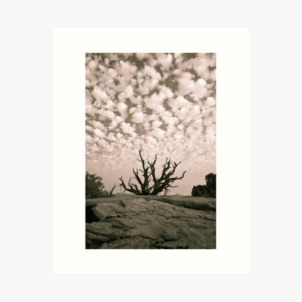 Dead Tree 1 B+W Art Print