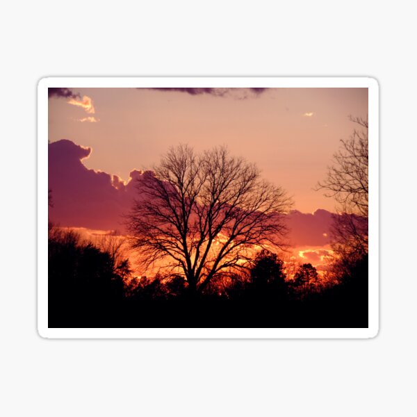 Sunset Tree Sticker