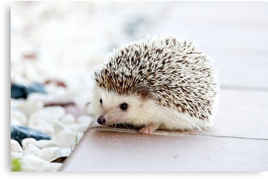 Cute Baby Hedgehog Photograph Canvas Prints By Thread Trouble