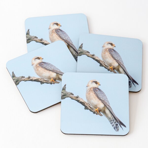 Item preview, Red-footed falcon, Falco vespertinus designed and sold by Graham Prentice.