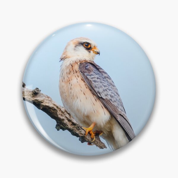 Item preview, Red-footed falcon, Falco vespertinus designed and sold by Graham Prentice.
