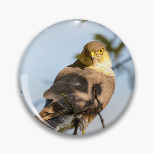 Item preview, Eurasian sparrowhawk, Accipiter nisus designed and sold by Graham Prentice.