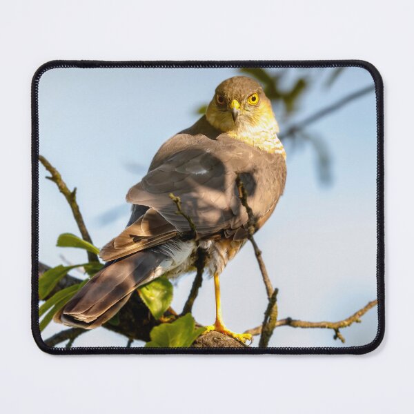 Item preview, Eurasian sparrowhawk, Accipiter nisus designed and sold by Graham Prentice.