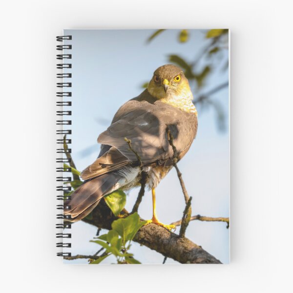 Item preview, Eurasian sparrowhawk, Accipiter nisus designed and sold by Graham Prentice.