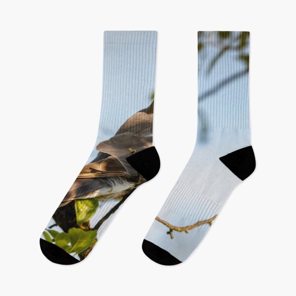 Item preview, Eurasian sparrowhawk, Accipiter nisus designed and sold by Graham Prentice.