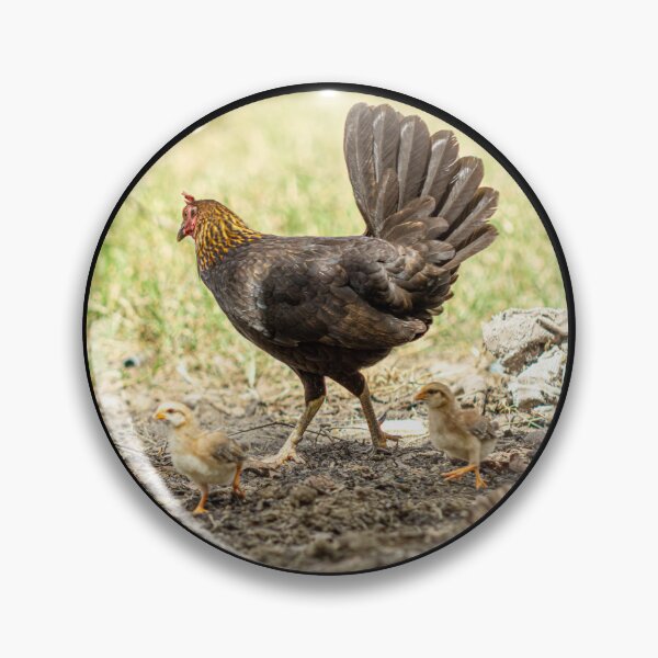 Item preview, hen and chicks designed and sold by ricobarinas.
