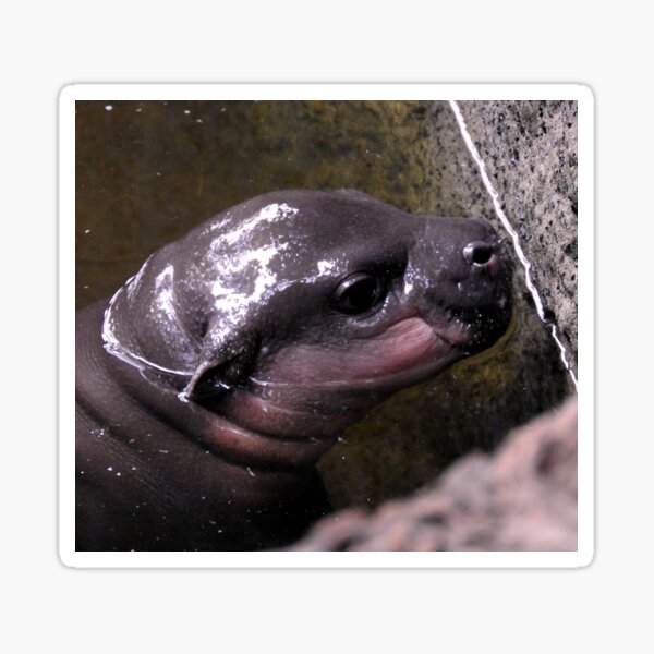 Item preview, Baby Hippo designed and sold by kirstybush.