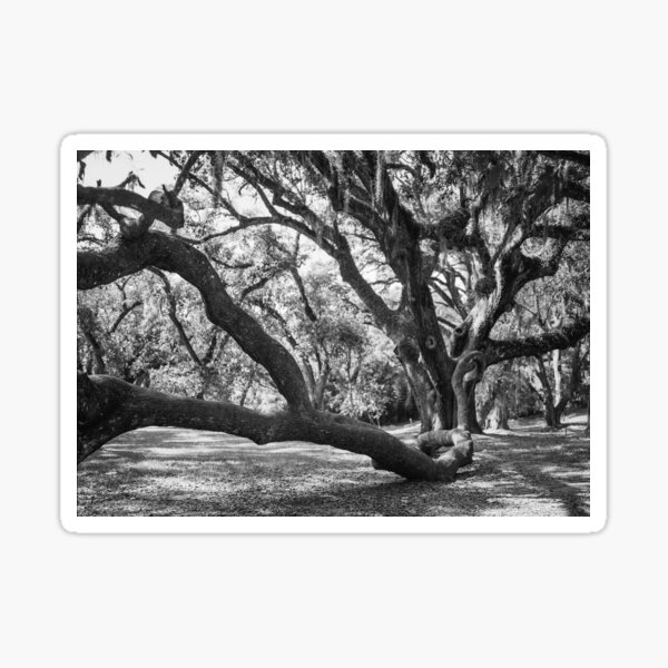 Item preview, Live Oak Tree Sprawl - Black and White designed and sold by Lostlogo.